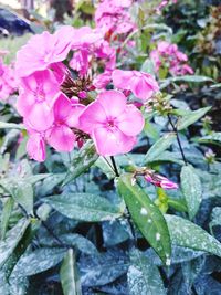 Close-up of pink flowering plant