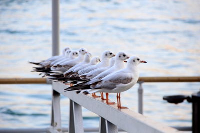 Seagull perching on railing