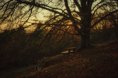 Trees in park during autumn