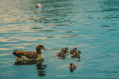 Ducks swimming in lake