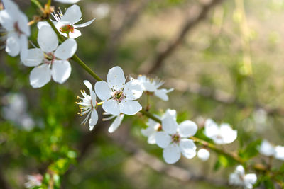 White flowers of plum cherry plum on a branch. spring green sunny background