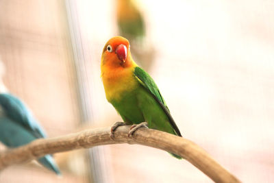 Close-up of parrot perching on branch
