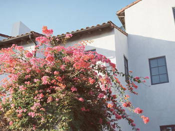 Low angle view of pink flowering tree by building against sky