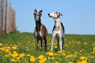 View of an animal on field