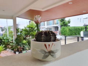 Close-up of potted plant on glass window