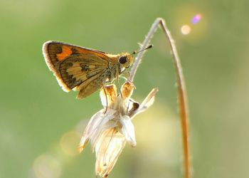 Close-up of butterfly on plant