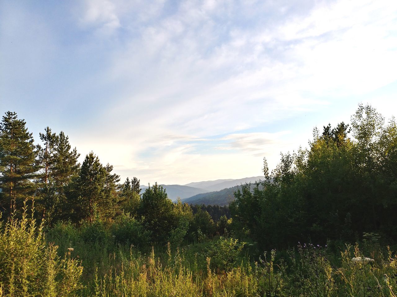 sky, beauty in nature, tree, plant, cloud - sky, tranquility, tranquil scene, scenics - nature, nature, growth, mountain, non-urban scene, environment, landscape, no people, land, idyllic, outdoors, day, forest