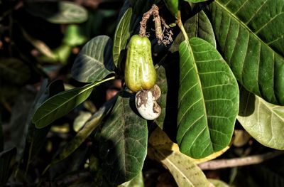 Close-up of fruit growing on plant