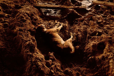 Close-up of giraffe in cave
