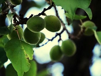 Close-up of berries growing on tree