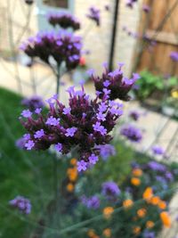 Close-up of purple flowers