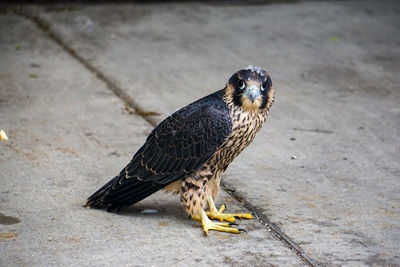 High angle view of owl perching on footpath