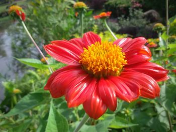 Close-up of flower blooming outdoors