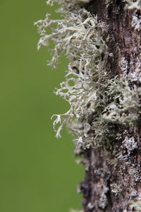 Close-up of snow on tree trunk