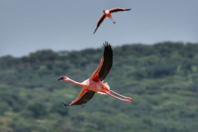 Bird flying in the sky