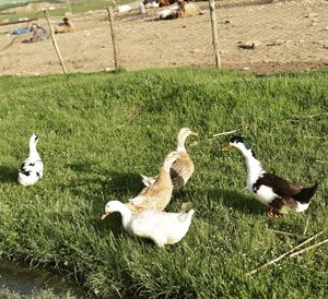 View of birds on field