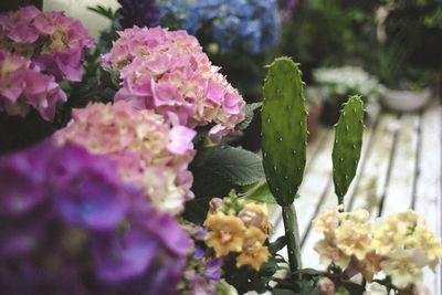 Close-up of flowers