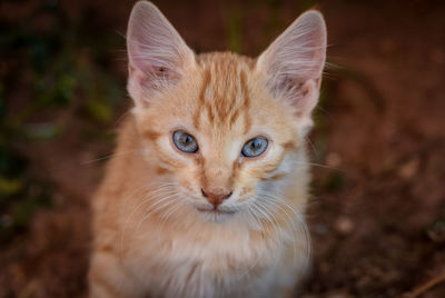 Close-up portrait of ginger cat