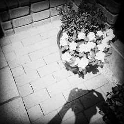 Shadow of people on wall