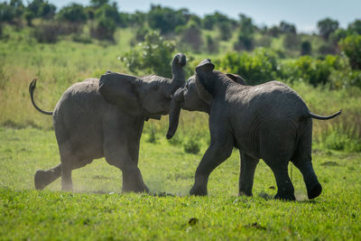 Two young elephants play fight on grass