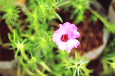 Close-up of pink flower blooming outdoors