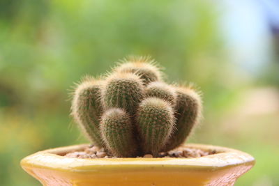 Close-up of succulent plant