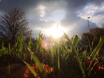 Close-up of fresh grass in field against sky during sunset