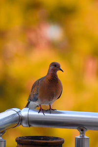 Close-up of bird perching on metal railing