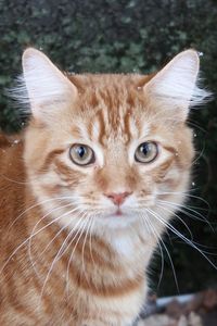 Portrait of ginger cat