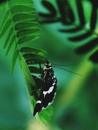 Close-up of butterfly on leaf