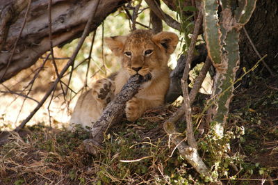 Baby lion living in masai mara, kenya