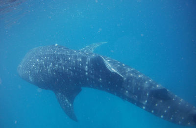 Close-up of fish swimming in sea