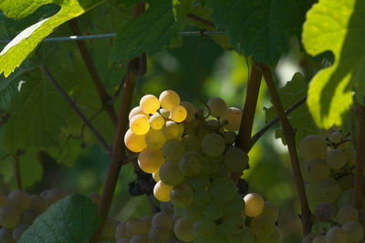 Close-up of grapes 