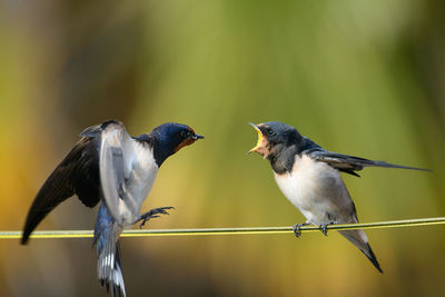 Close-up of birds fighting while perching on string