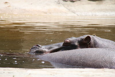 Hippopotamuses in pond at zoo