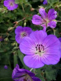 Close-up of purple flowers blooming outdoors