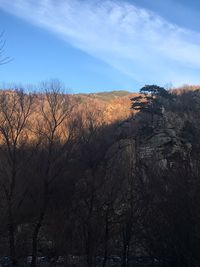 Bare trees on landscape against sky