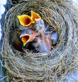 High angle view of bird in nest