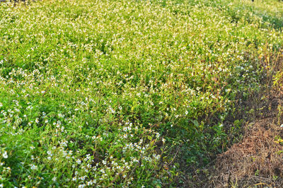 High angle view of flowering plants on field