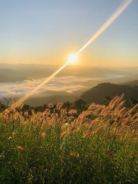 Scenic view of field against sky during sunset