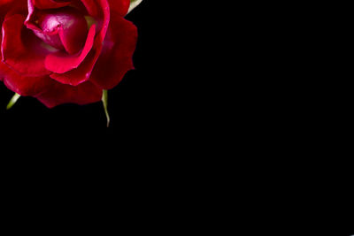 Close-up of rose against black background