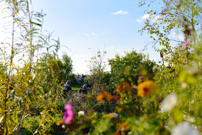 Close-up of flowers growing on tree against sky