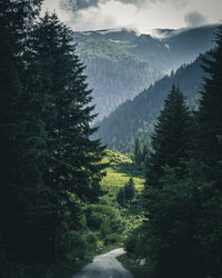 Scenic view of trees growing on mountains