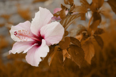 Close-up of pink hibiscus flower