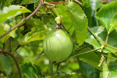 Close-up of fruit growing on tree