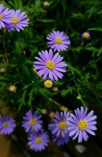 Close-up of purple flowering plants