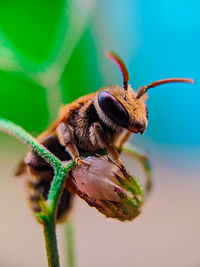 Close-up of bee on leaf