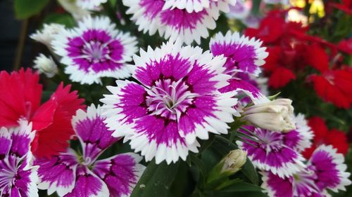 Close-up of purple flowering plants