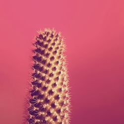 Close-up of cactus plant against red background