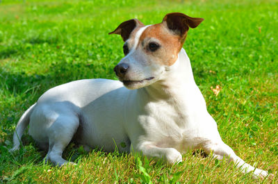 Dog sitting on grass in field